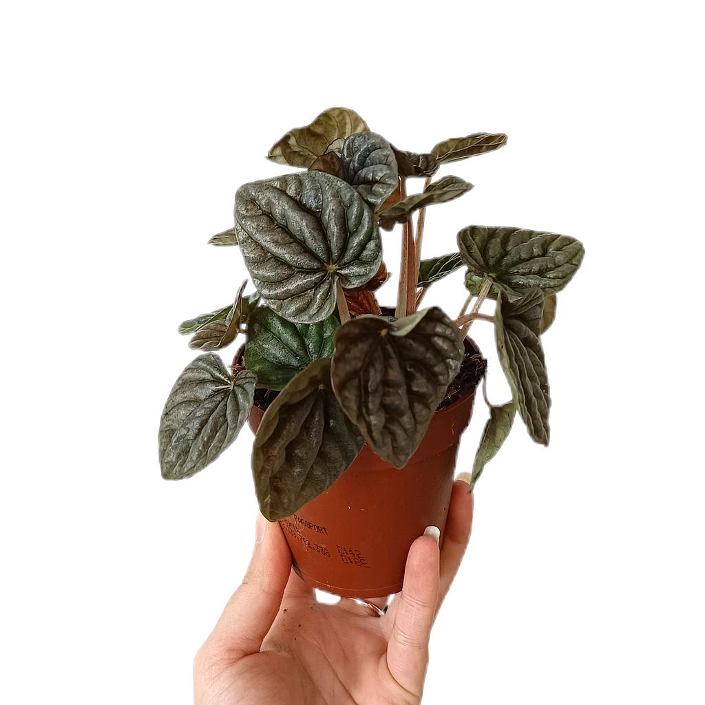 Peperomia Caperata M9_0