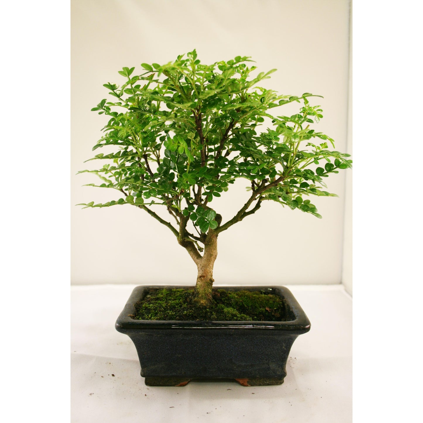 Zanthoxylum piperitum sp. bonsai, 5 anos