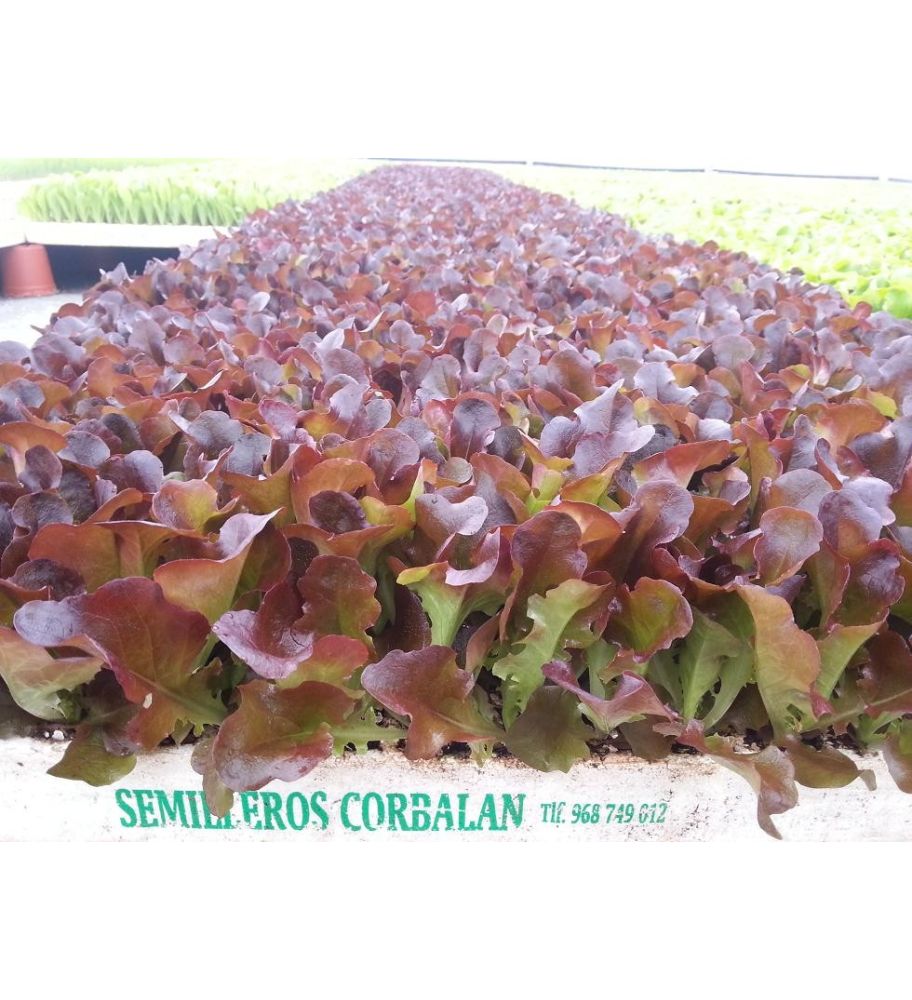 Plantón Lechuga Hoja De Roble (10 Unidades)_1