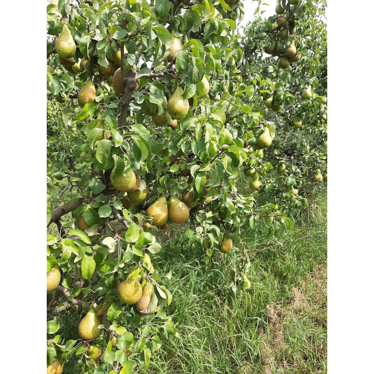 Sumo de Pêra Orgânico ékolo 200 ml