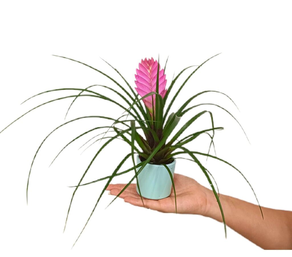 Tillandsia Cyanea Con Macetero De Cerámica M7_0