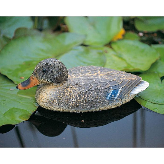 Pata selvagem fêmea