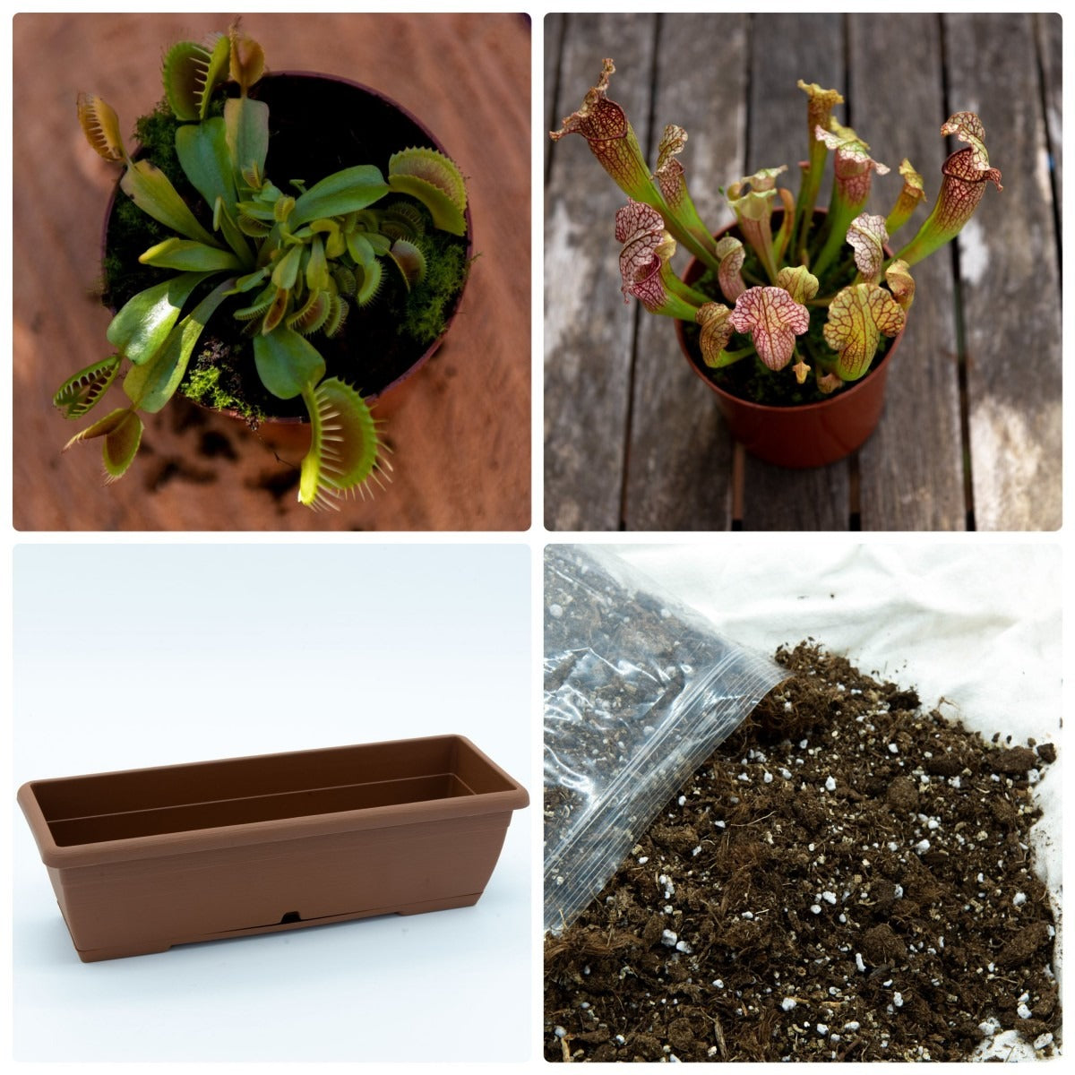 Pacote Supreme Garden de plantas carnívoras