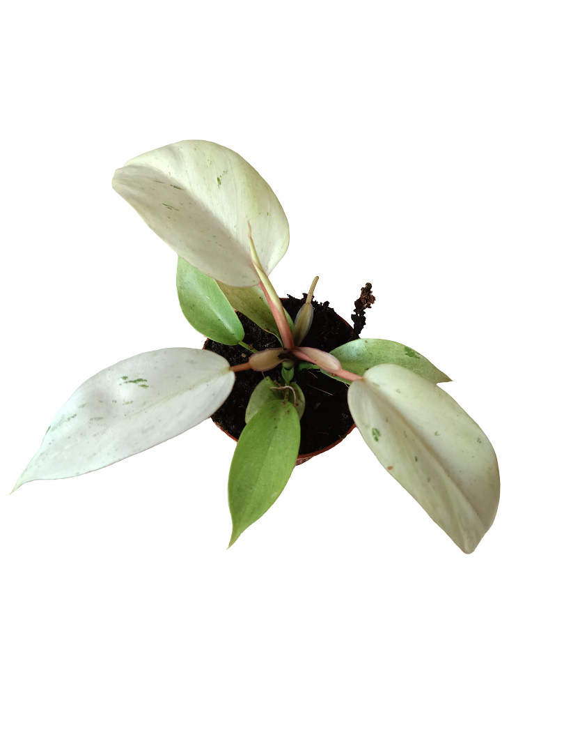 Philodendron Posible Snowdrift Planta De Interior Ø6_0