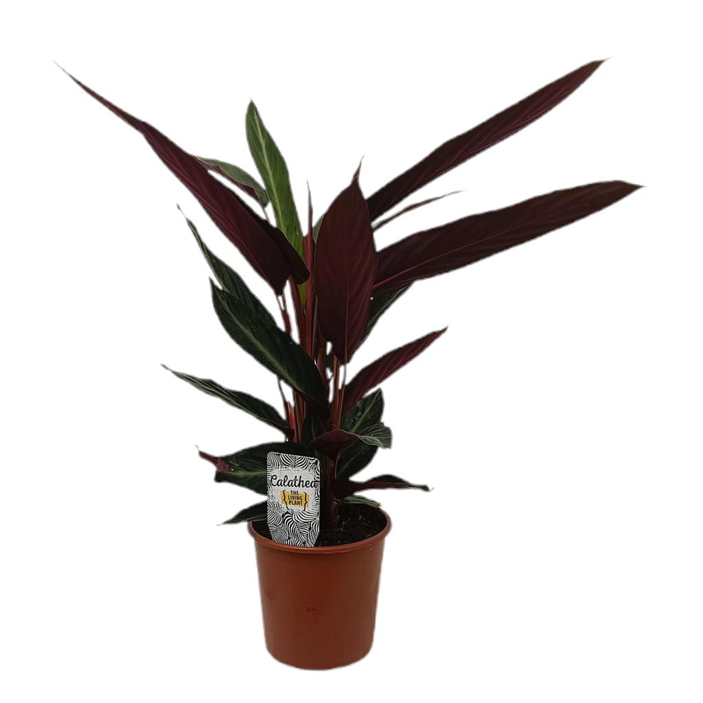 Calathea Stromanthe Sanguinea M17_0