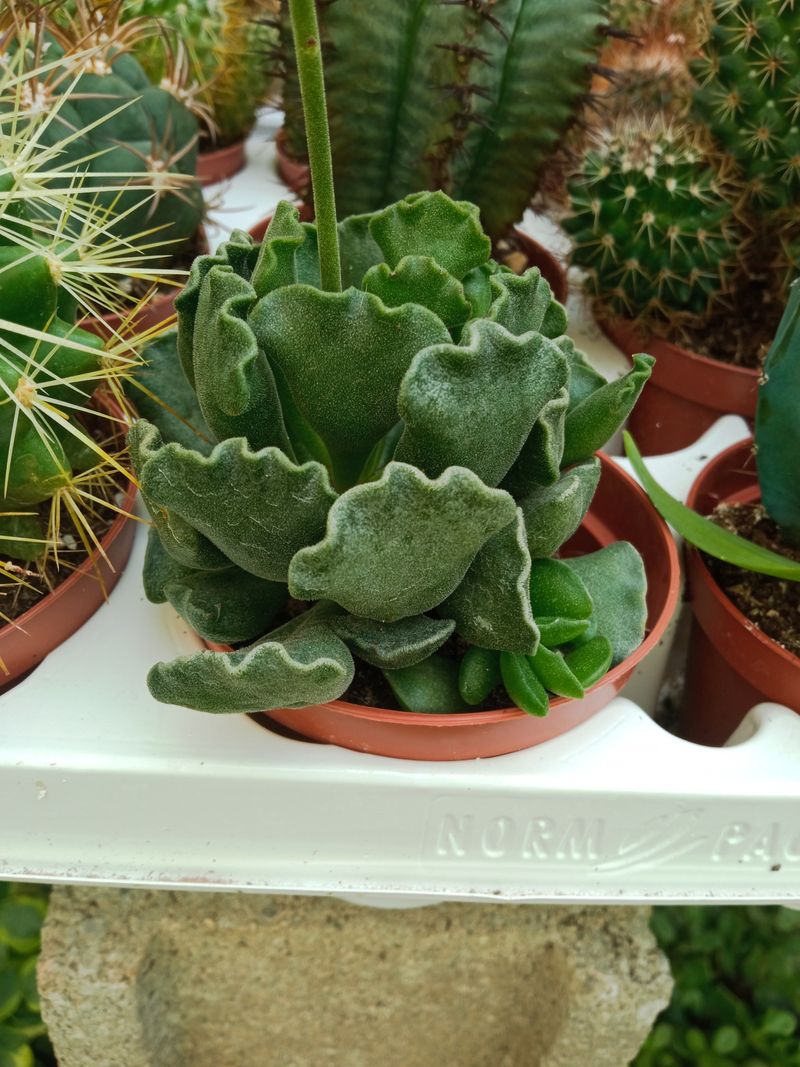 Adromischus Cristatus Planta Suculenta_0