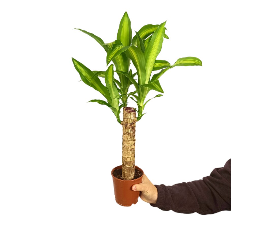 Dracena Massangeana M12 (tronco De Brasil)_0
