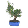 Bonsai Taxus média 7 anos