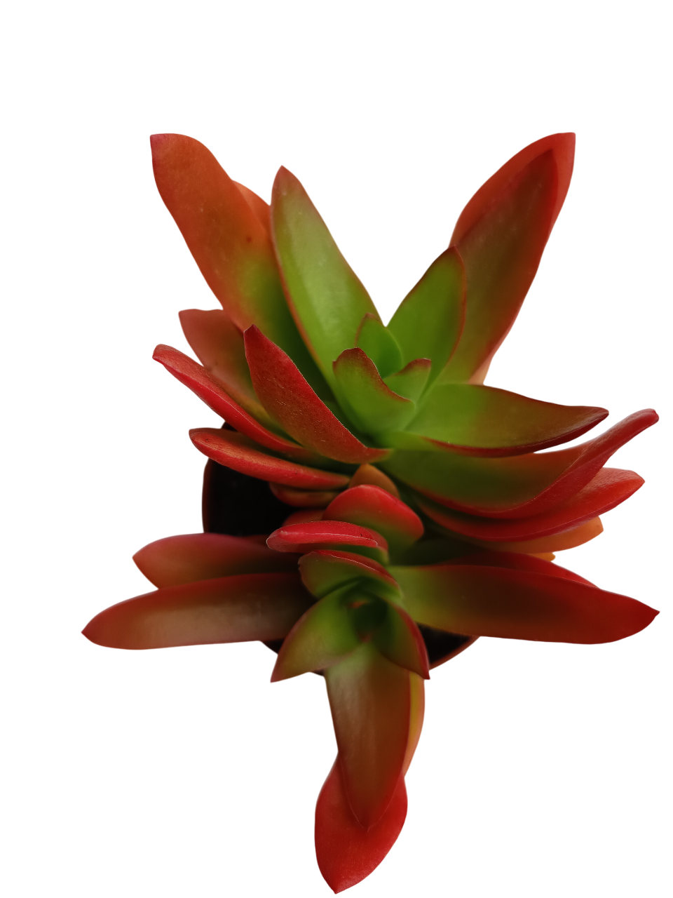 Crassula Campfire Planta Suculenta Ø8 Para Sol Y Frio_0
