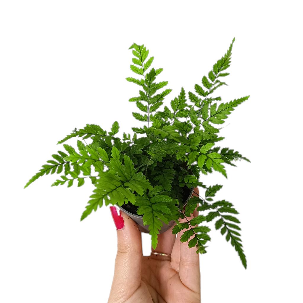 Polystichum Tsus-simense M6_0