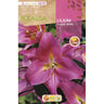 Bulbo Lilium Sugar Jewel rosa 2 unidades (16/18)