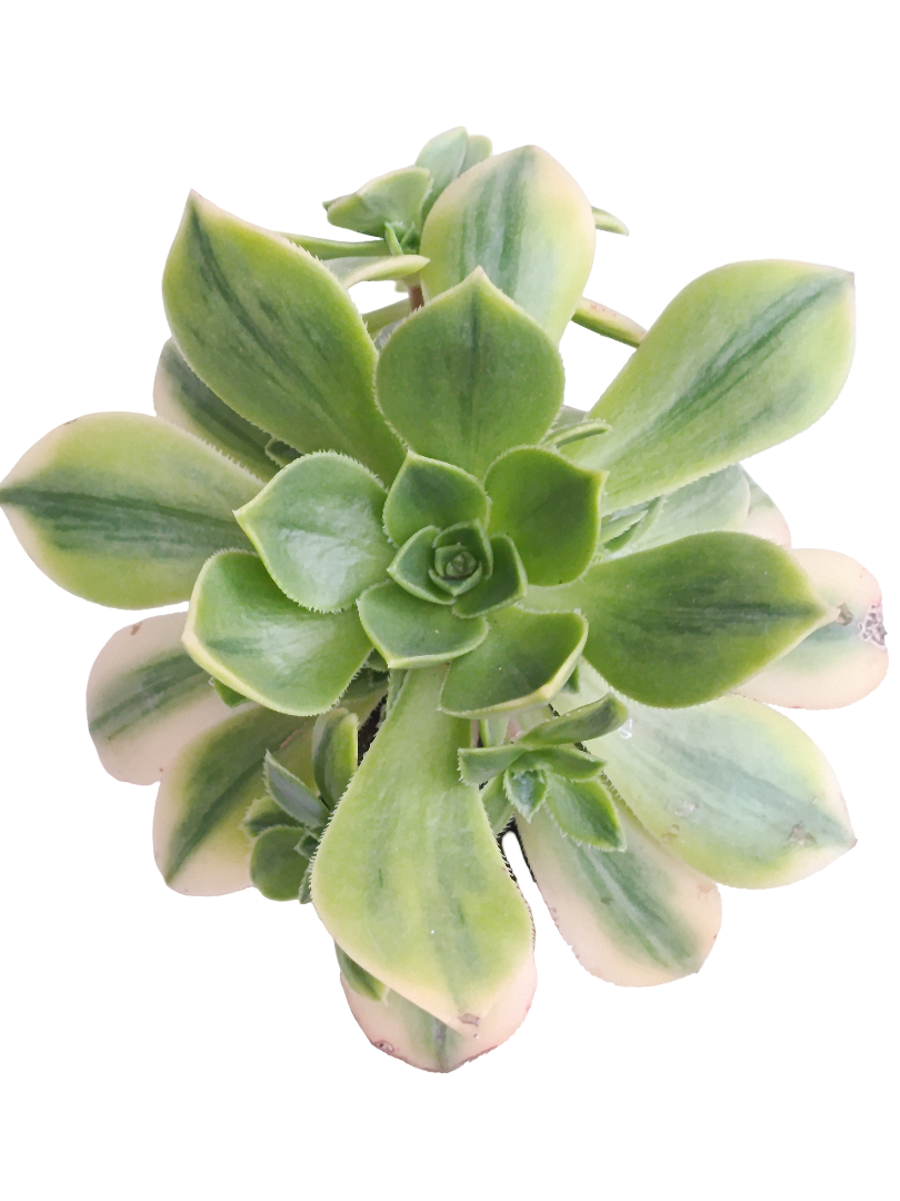Aeonium Sunburst Ø8 Planta Suculenta_0