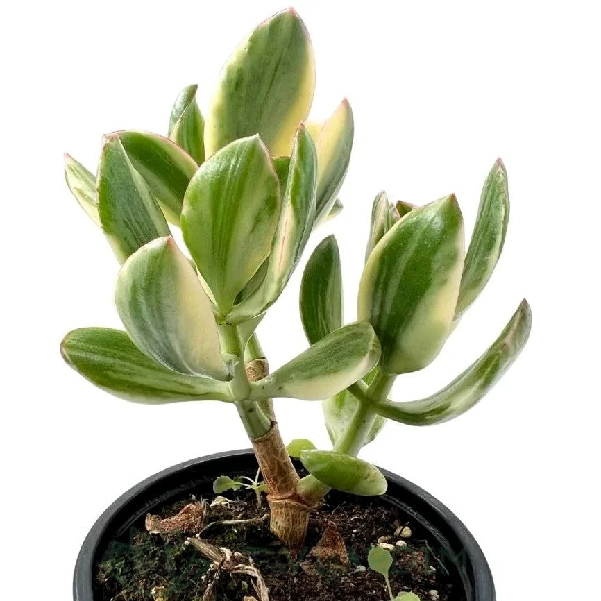 Crassula Ovata ‘lemon And Lime’; Planta Suculenta Variegada; Curiosarium; Diámetro Maceta 10,5 Cm_1