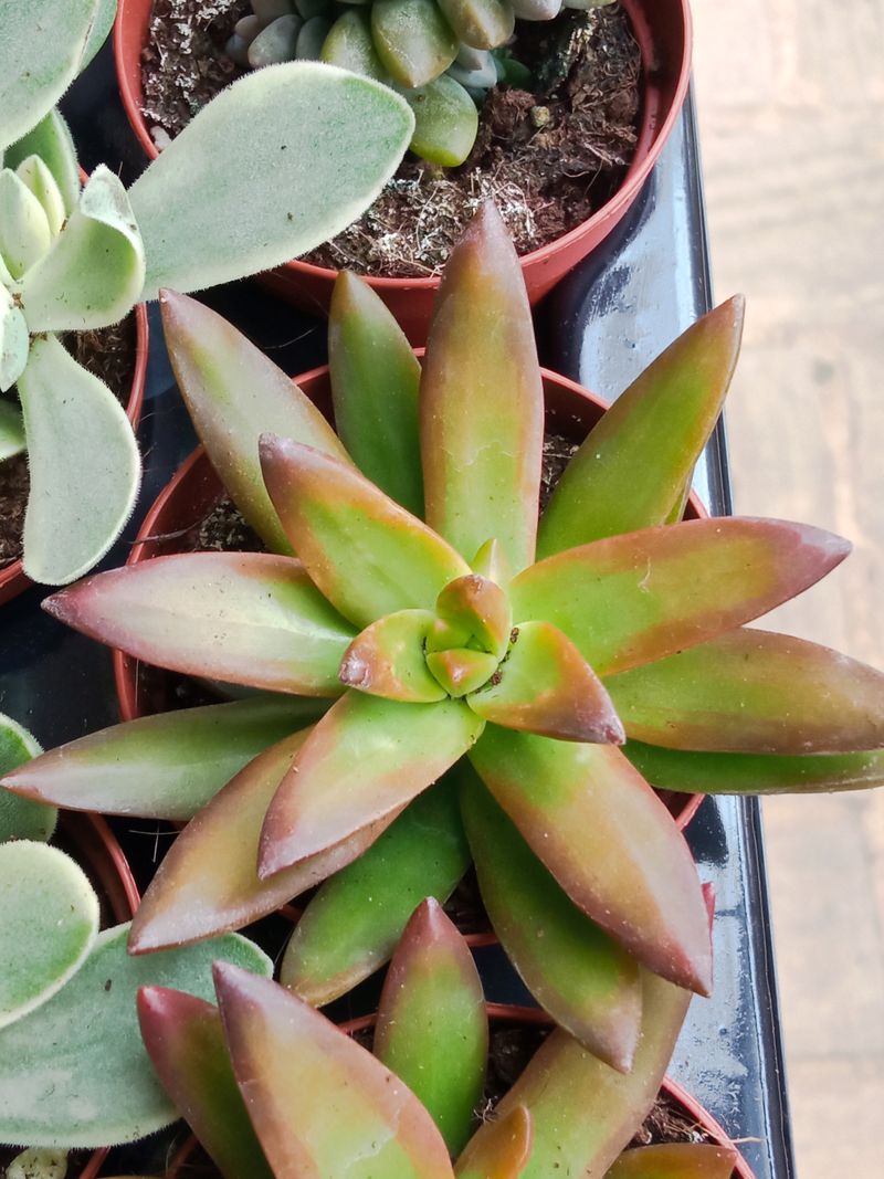 Sedum Amarillo Planta Suculenta Ø5 Cm_0