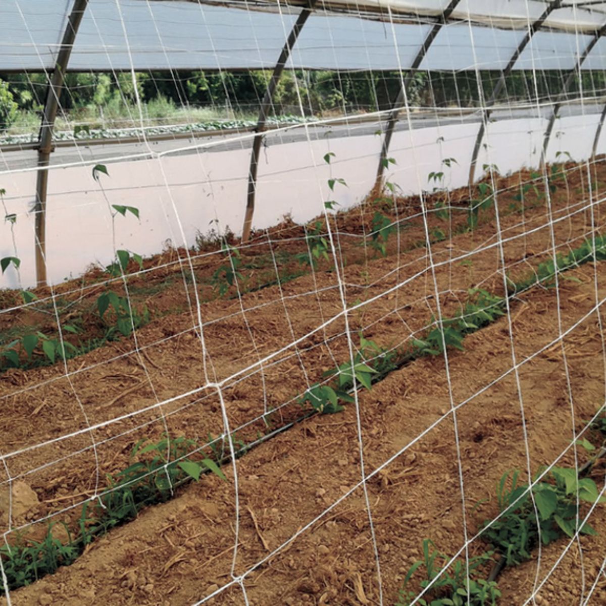 Trellinet compostável Compost Nortene 5 x 2 m malha de treino