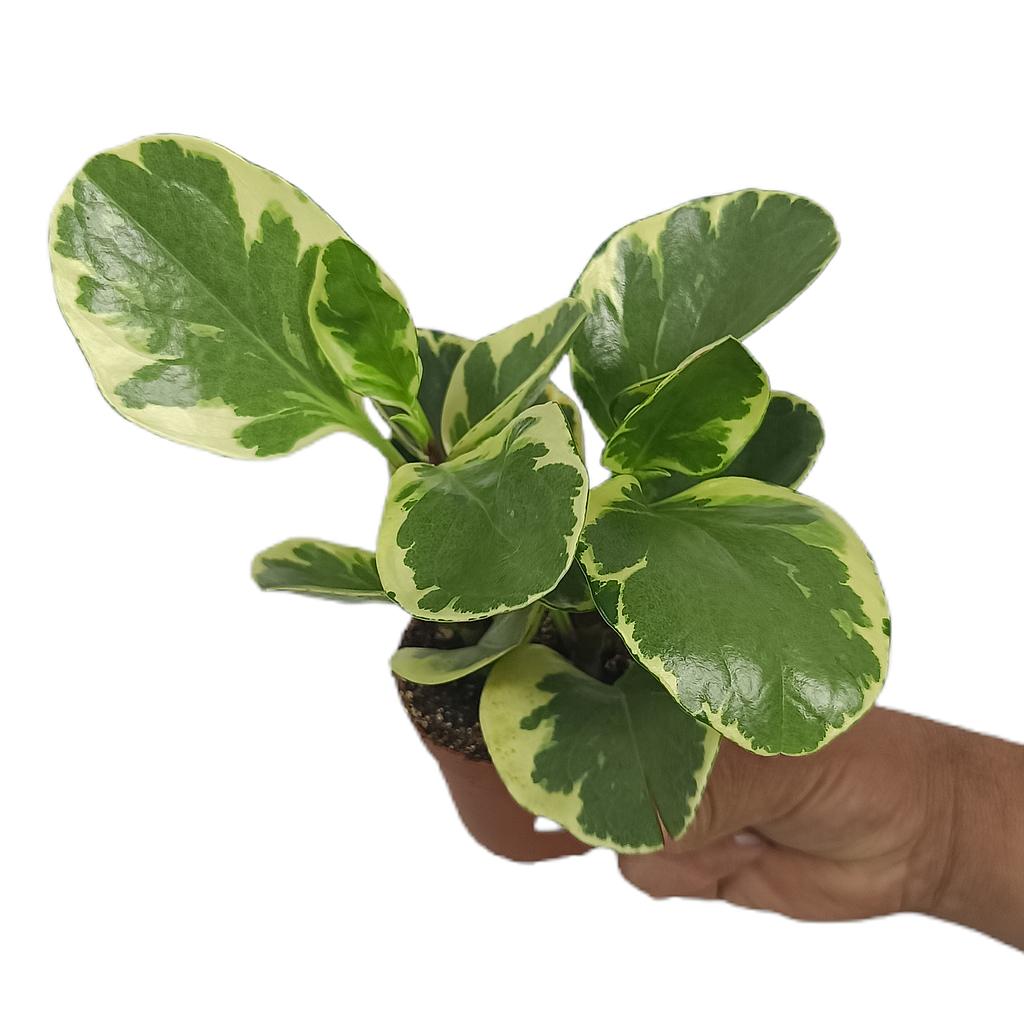 Peperomia Obtusifolia Variegata M8_0