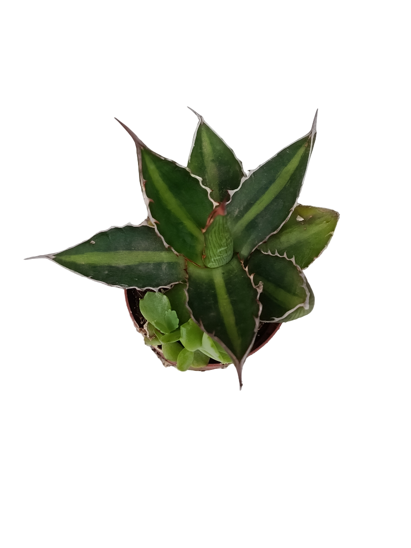 Agave Univitatta Splendida Planta Suculenta Ø5_0
