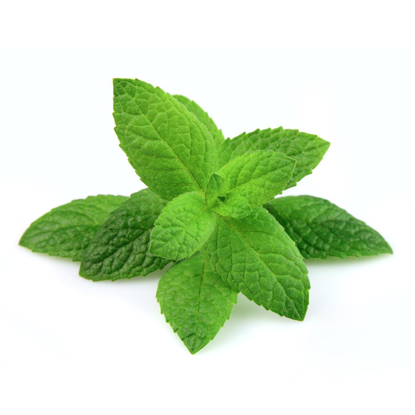 Mudas de Hortelã, 6 unidades, Linha Tradicional