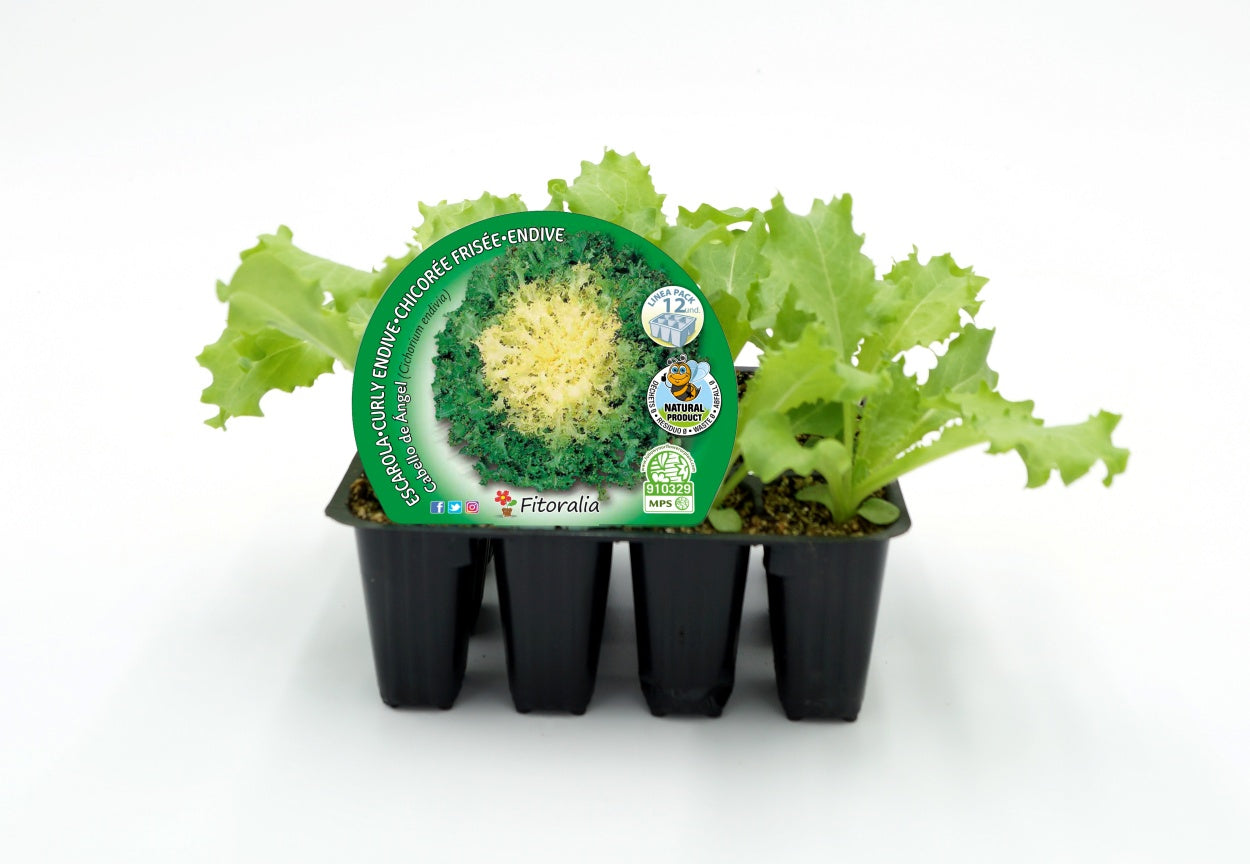 Pack Plantones Escarola 12 Ud. Natural - Fitoralia_0