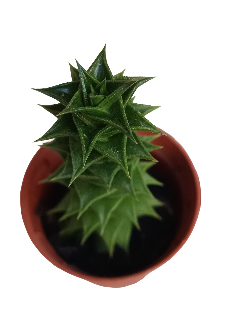 Astroloba Foliosa Planta Suculenta Ø5_0