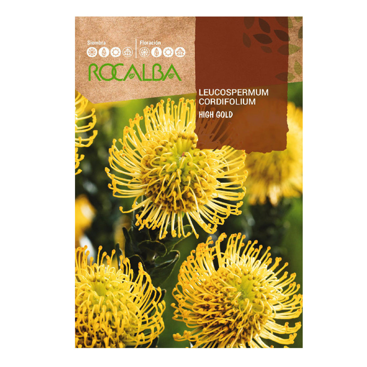 Sementes de Protea Leucospermum cordifolium, Rocalba