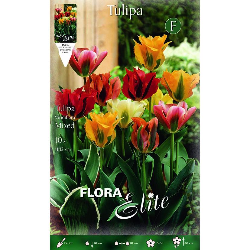Bulbos de tulipa viridiflora mix 7 unidades