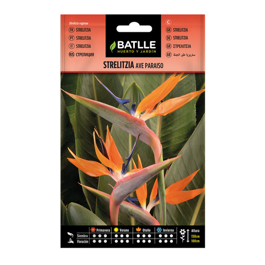 Sementes de Strelitzia Bird of Paradise Batlle