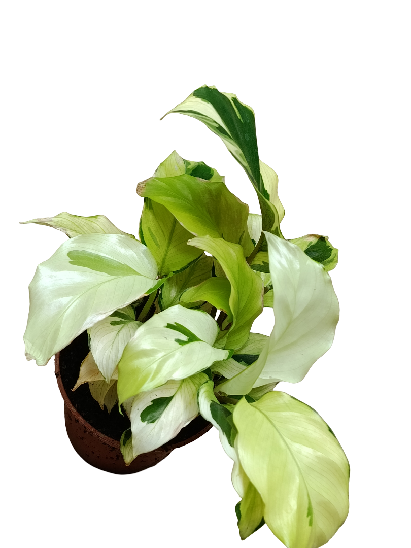 Calathea Yellow Planta De Interior Ø7 Cms_0