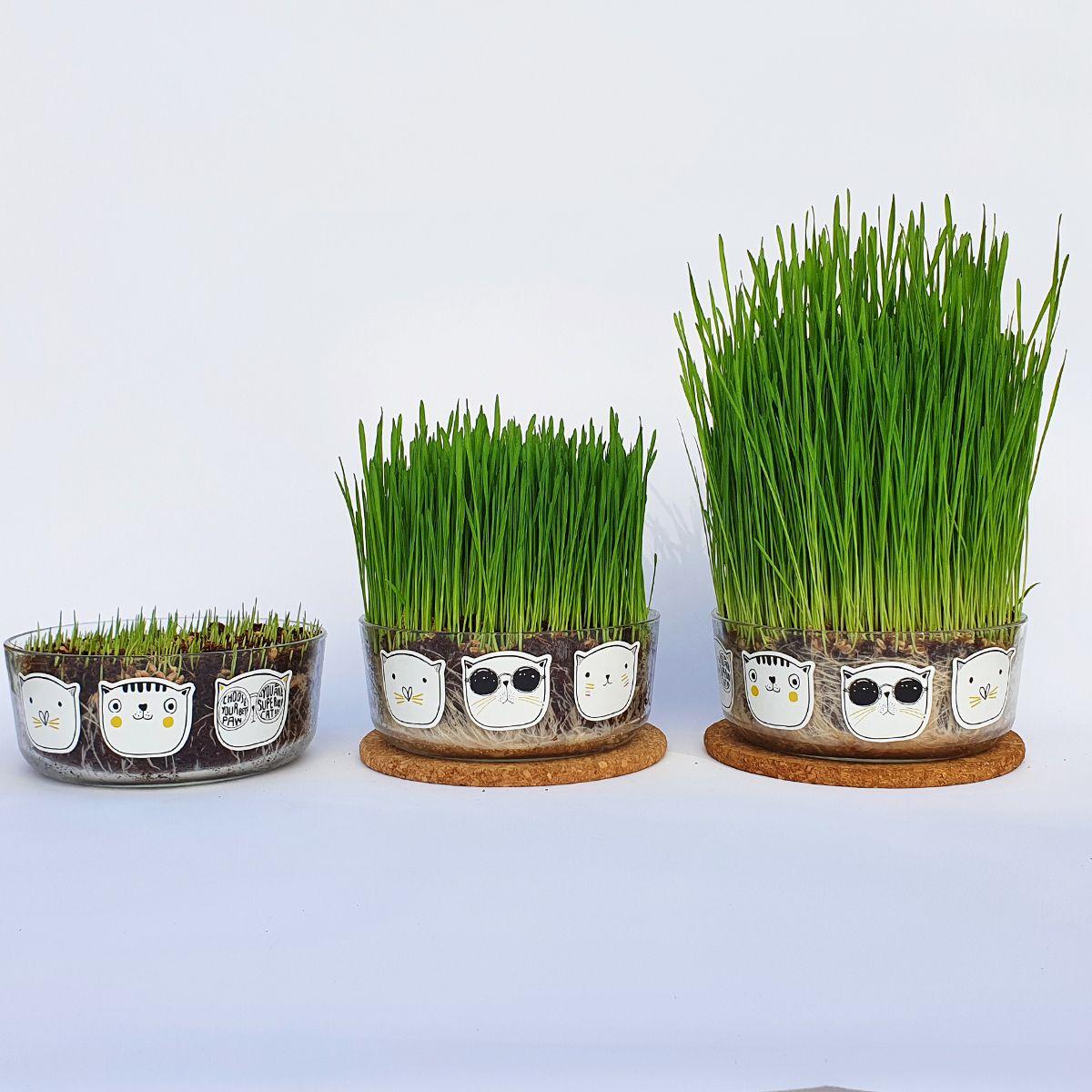 Conjunto para cultivo de relva para gatos