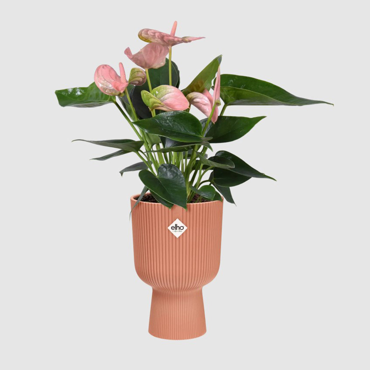 Vaso de flores dobrável Vibes cupê rosa delicado Elho 14 cm