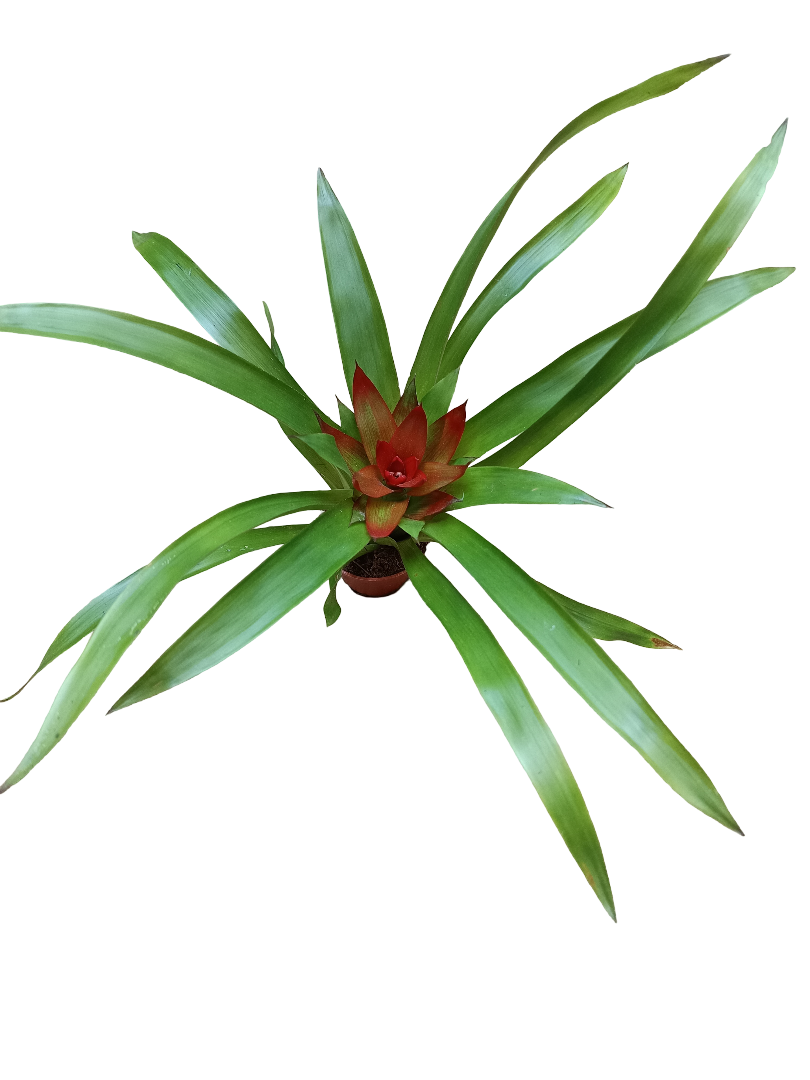 Guzmania Mini Flor Naranja Planta Bromelia Ø5 Cm_0