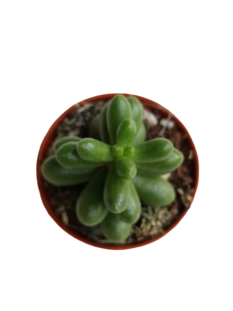 Sedum Rubrotinctum Planta Suculenta Colgante De Sol Ø5_0