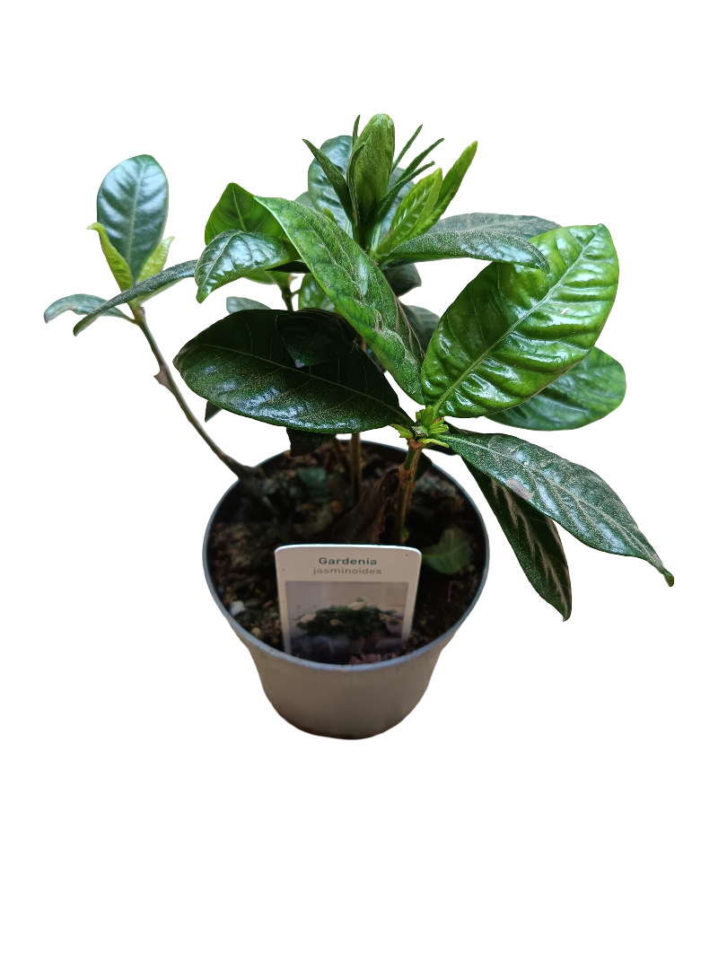Gardenia Jasminoides Planta De Interior Flor Blanca - Amarilla Ø8 Cms_0