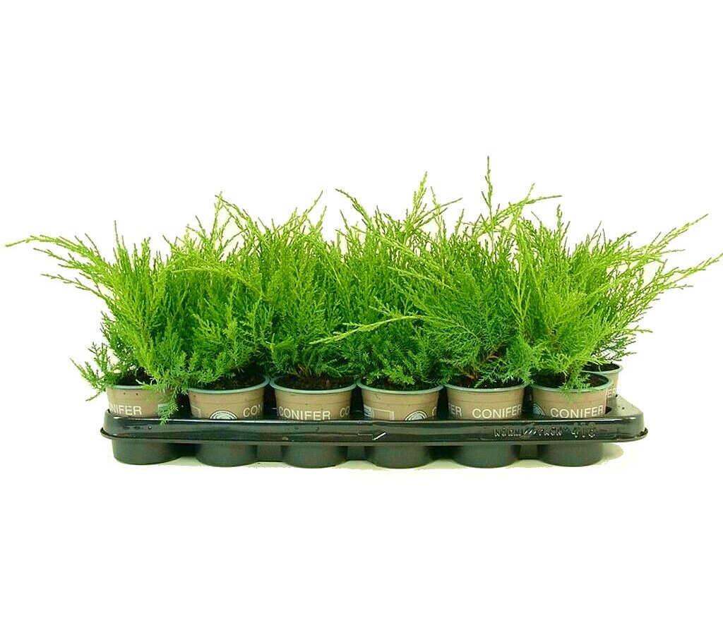 Junipero Gold Coast M9 25cm_1