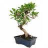 Bonsai Ficus retusa 8 anos