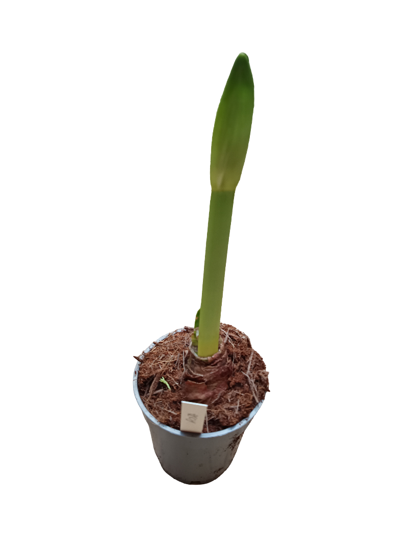 Amaryllis Surtidos Bulbos De Interior Diferentes Colores_0