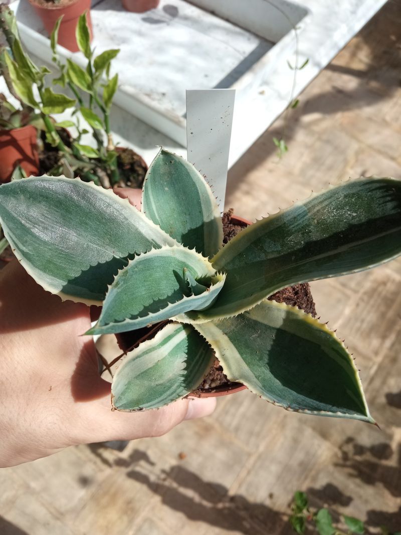 Agave Gypsophila Ivory Planta Suculenta 8 Cms_0