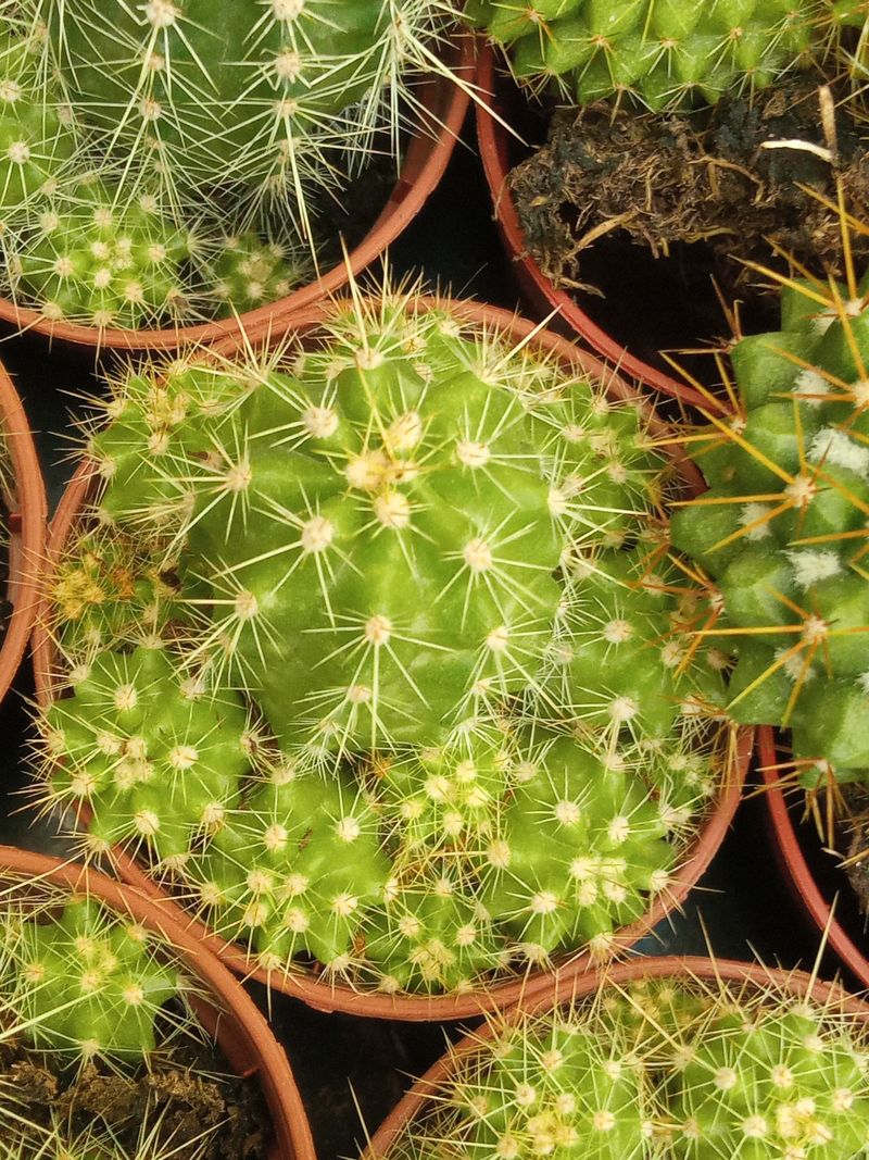 Suculentas Y Cactus Variedad #66 Planta Sin Id_0