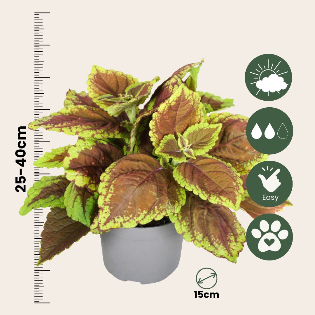Coleus - 3 Pzs - Plectranthus Scutellarioides - Altura 25-40cm - ⌀13cm_2