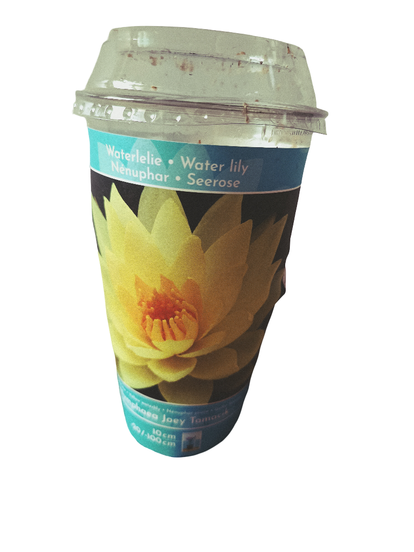 Nenufar Variedad Joey Planta Acuatica Rizoma Para Plantar_0