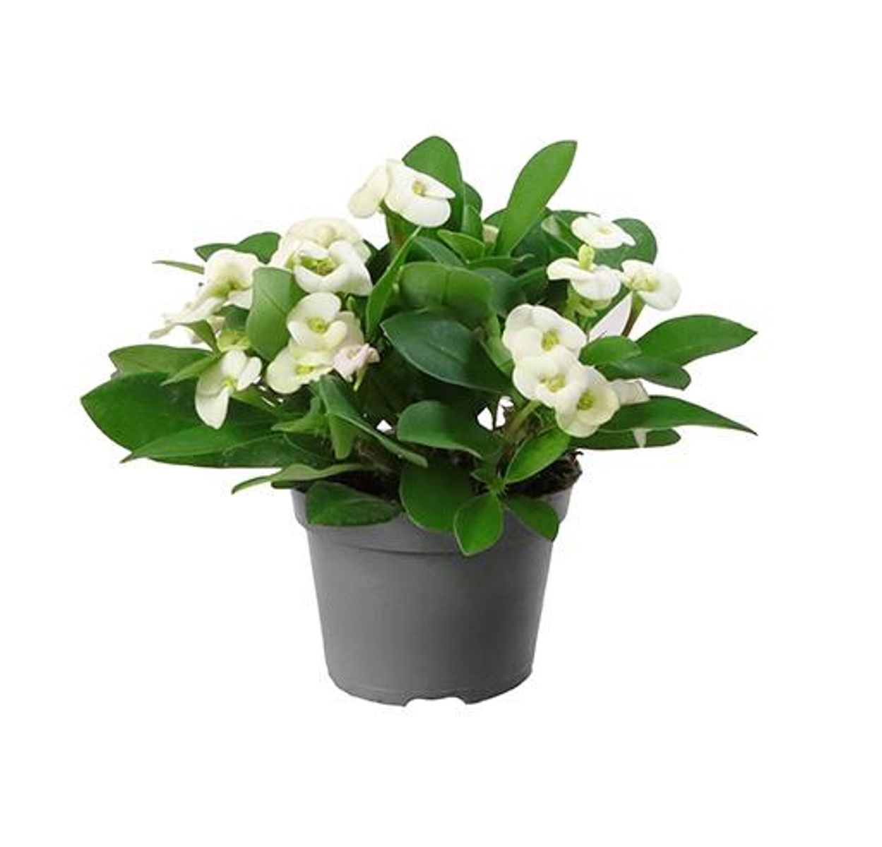 Euphorbia Mili Blanco Planta Suculenta Ø6 Espina De Cristo_0