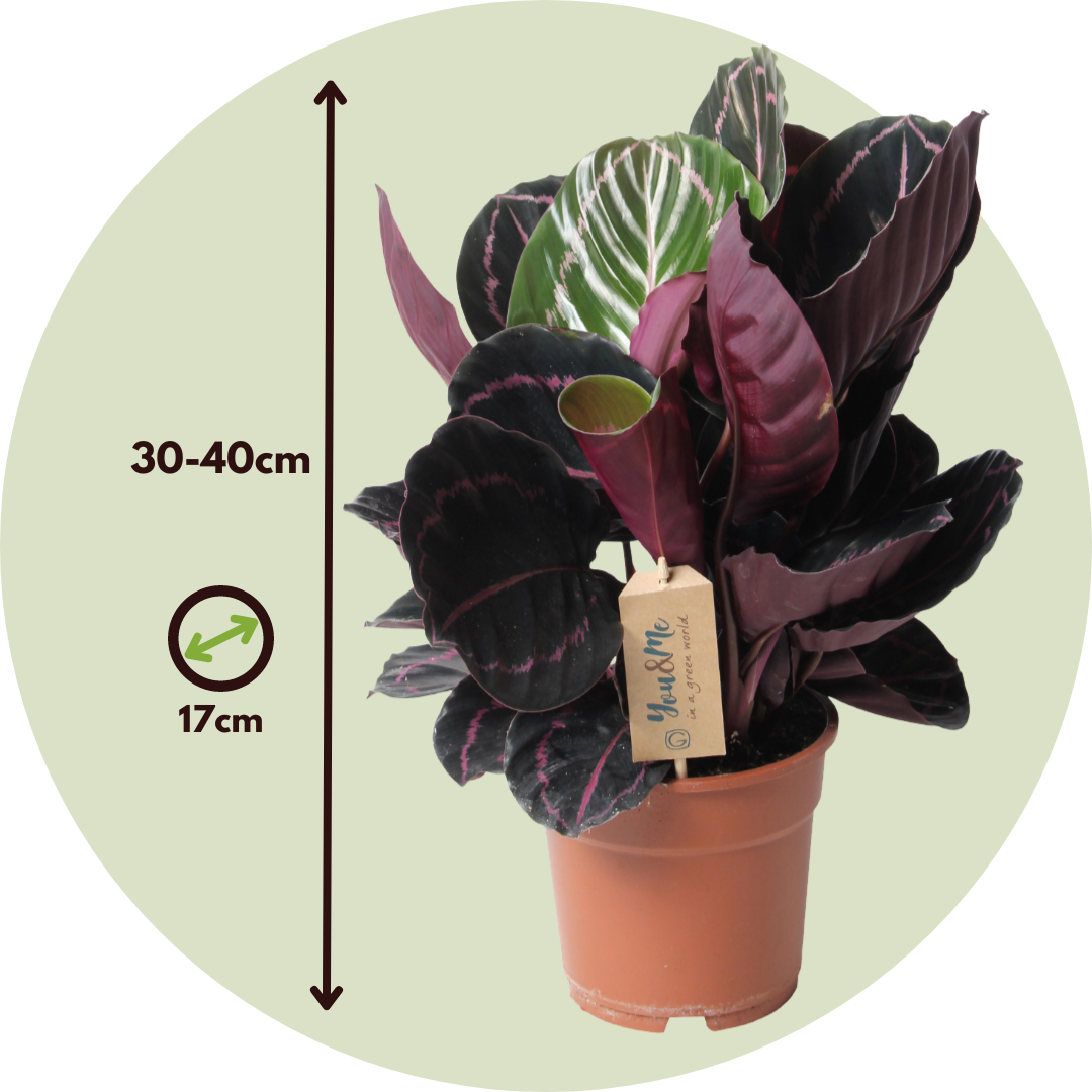 Planta De Pavo Real - Calathea 'dottie' - Altura 30-40cm - ⌀17cm_2