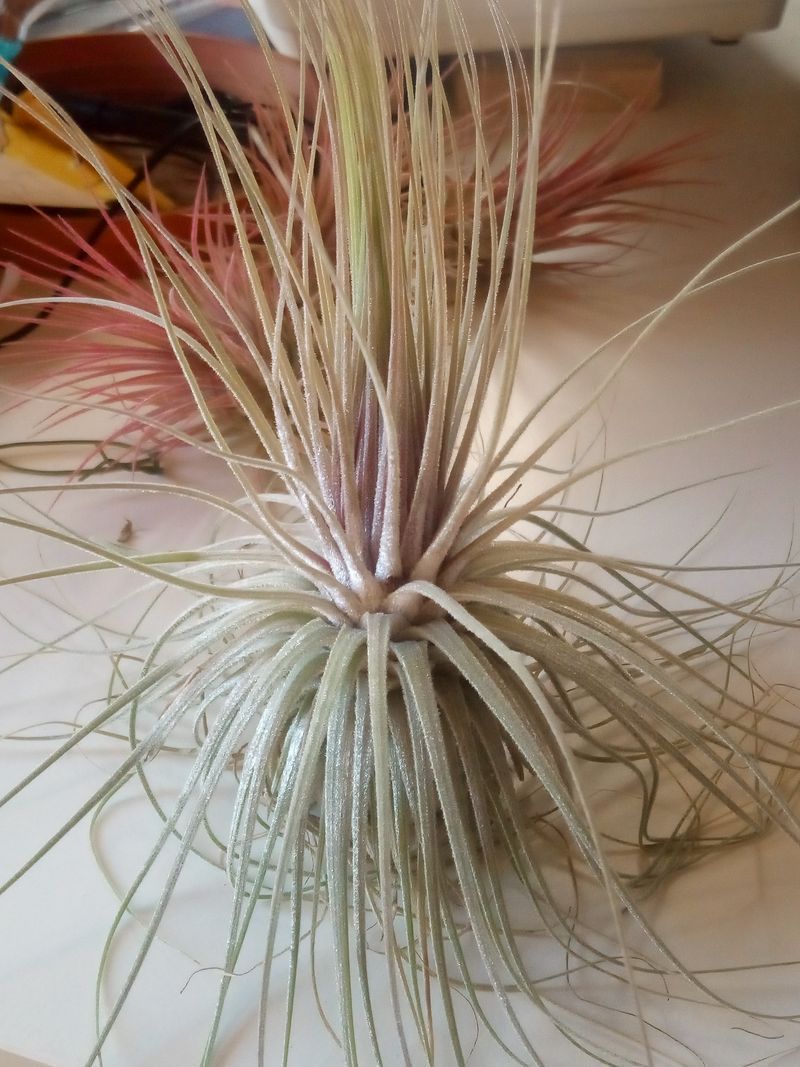 Tillandsia Magnusiana Clavel Del Aire Tillandsias_0