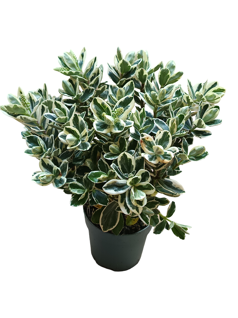 Hebe KATRINA variegata Planta de exterior arbusto con Flor MORADA Ø10_0