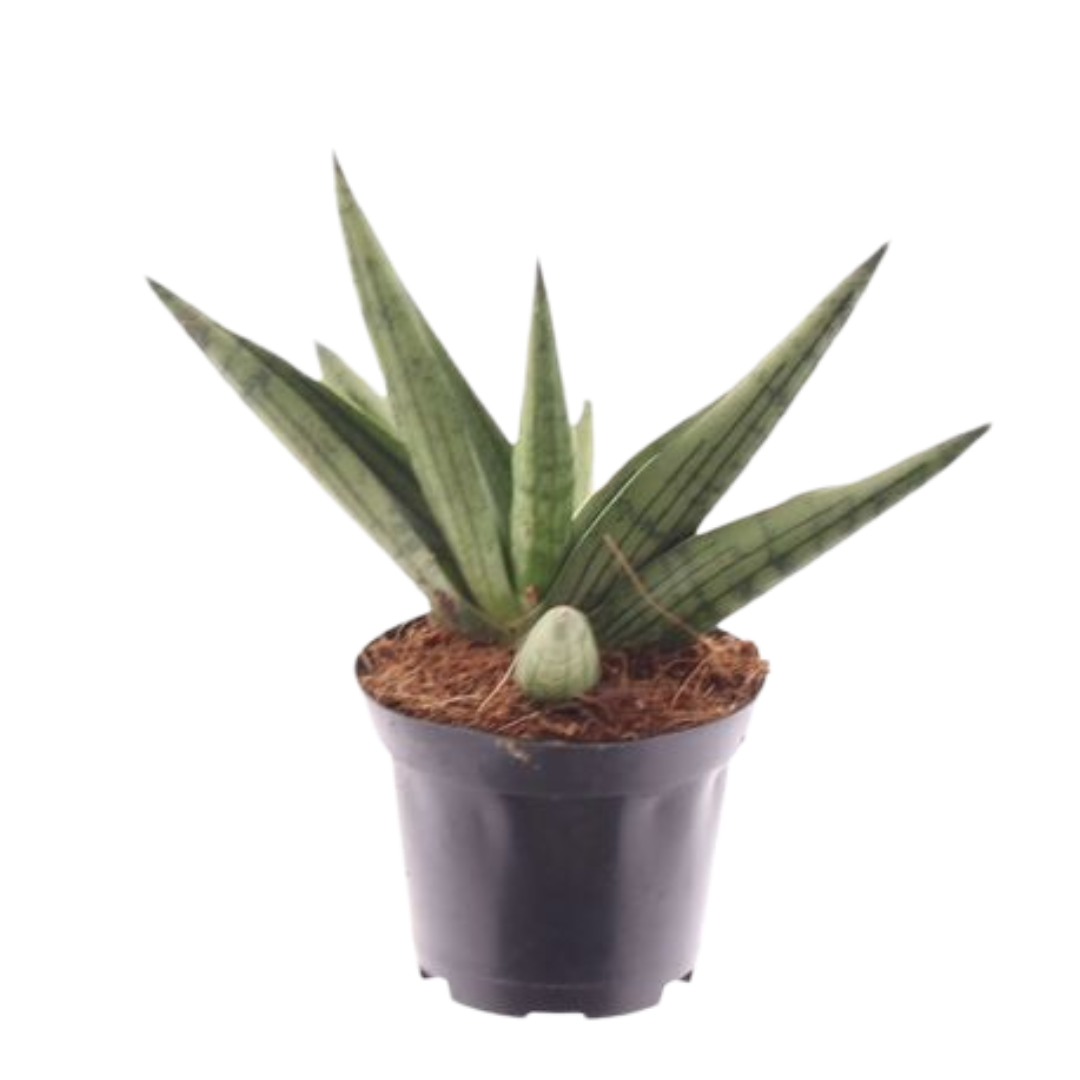 Planta Natural Sansevieria 'helios Dwarf' 1 Ud Ø 7 Alt. 20_0
