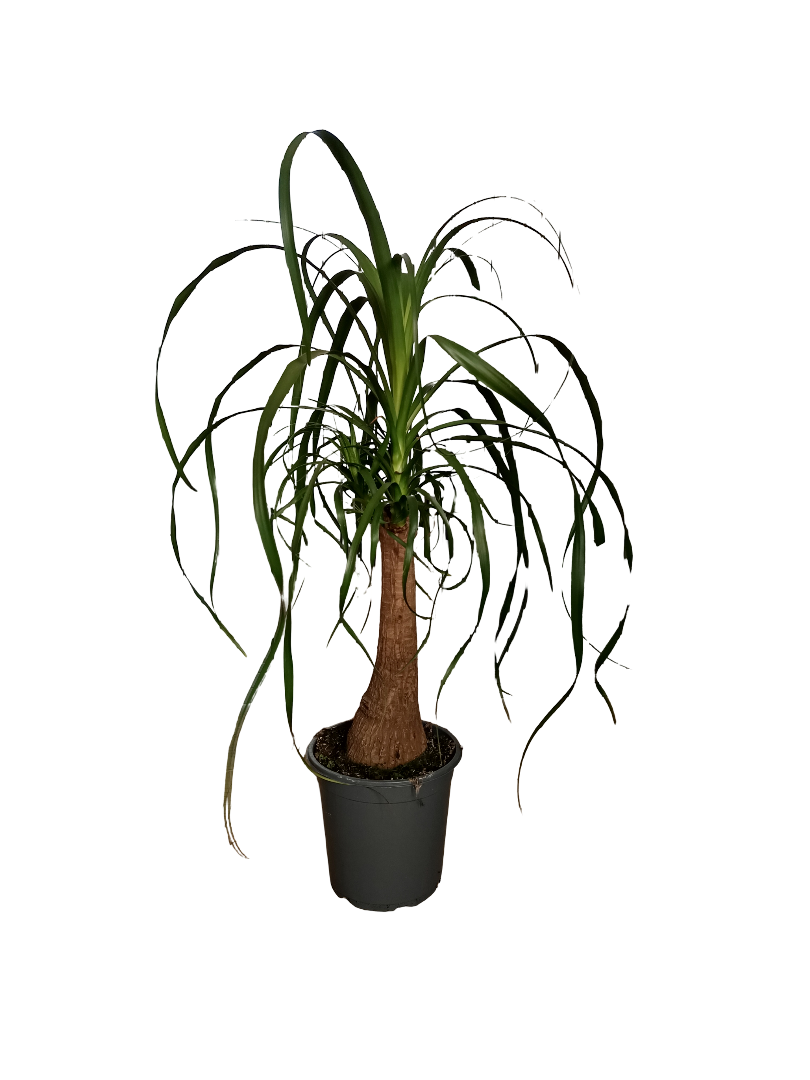 Nolina Pata De Elefante Planta De Interior Ø21 - 70 Cm_0