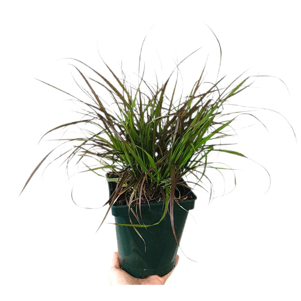 Pennisetum Rubrum M17_0