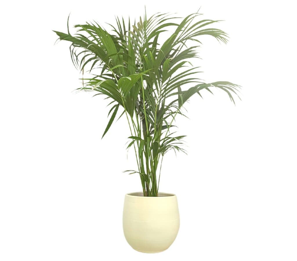 Macetero De Cerámica Peracort Blanco 42x39cm_2