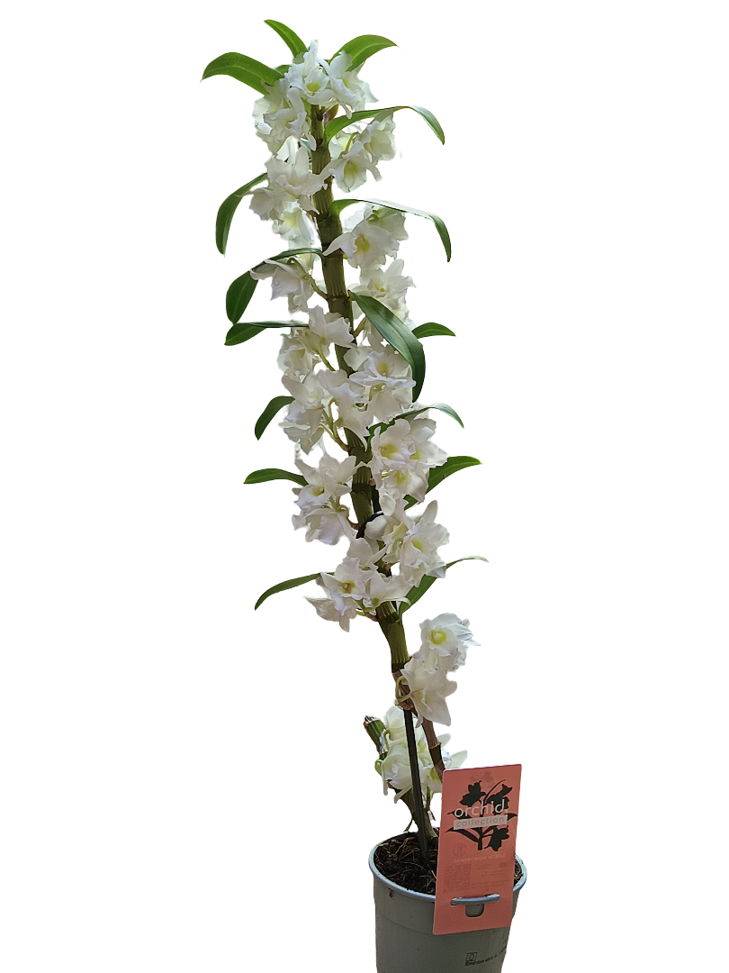 Orquidea Dendrobium De Flor Blanca Ø12 - +40 Cms Sin Floracion Activa_0