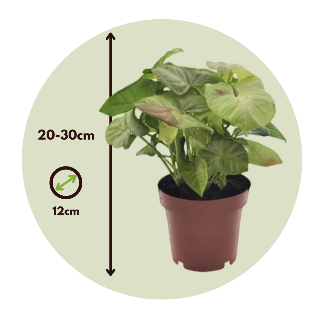 Singonio Confeti - Syngonium 'milk Confetti' - Altura 20-30cm - ⌀12cm_2
